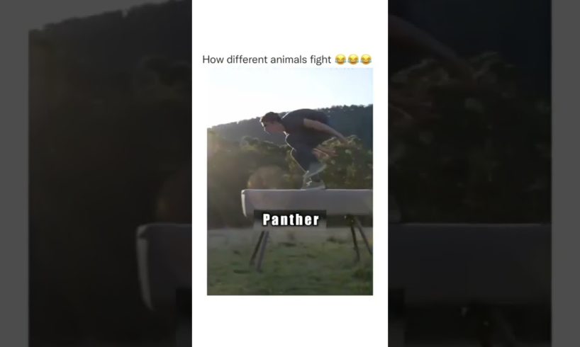 Animal fights #shorts #entertainment #funny