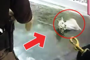 Animal rescue stories: Police, firefighters save horse from frozen pond in Michigan - TomoNews