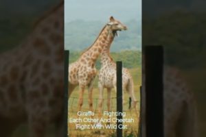 Animals Fighting 🦘 🦍 / Animals Fighting Videos / Animal Fight Club / #short #tiktok #cute #giraffe