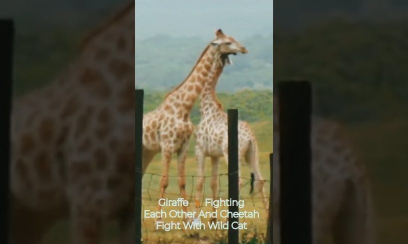 Animals Fighting 🦘 🦍 / Animals Fighting Videos / Animal Fight Club / #short #tiktok #cute #giraffe