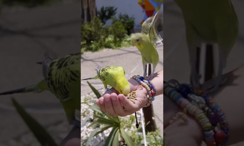 Animals Heart Touching Videos awesome animal videos, inspiring animal videos, animal rescue #shorts