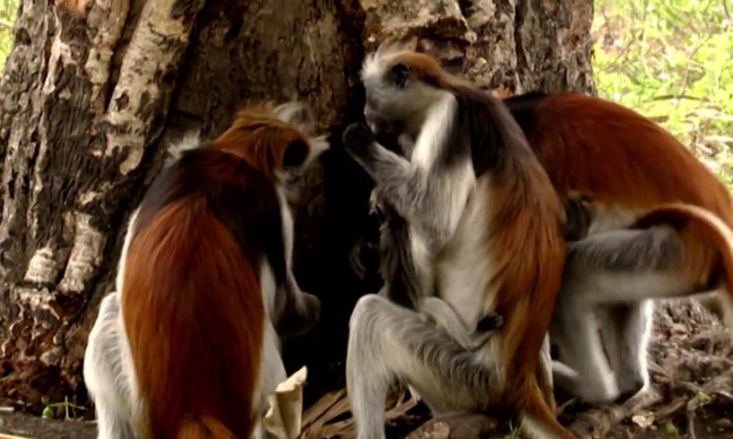 Animals Like Us : Animal Medicine - Wildlife Documentary