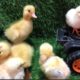Animals | Play with the chicks and the ducklings, the cute animals