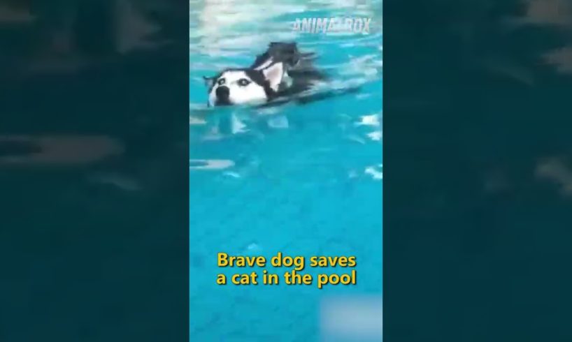 😥 Animals Rescue Humans #shorts