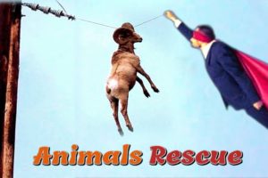 Animals That Asked People For Help | Humans Helping Animals | Animal Rescues