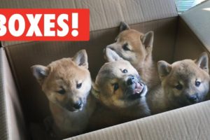 Animals Who Love Boxes! | The Pet Collective