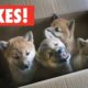 Animals Who Love Boxes! | The Pet Collective