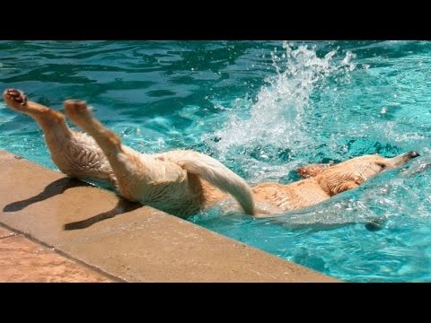 Animals are the best at making us laugh - Funny animal compilation