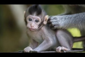 Animals baby playing video2022 #youtube #monkeyvideo2022 #animals