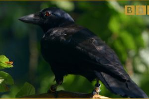 Are crows the ultimate problem solvers? - Inside the Animal Mind: Episode 2 - BBC Two