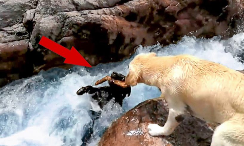 Awesome Deer Rescue 🙀 #shorts