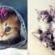 Aww Cute Animals | Baby Cats - Compilation #1 | Cute and Funny Cat Videos