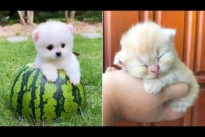 Baby Animals 🔴 30 Minutes of Funny Cats and Dogs Videos 2022 Perros y Gatos Recopilación #18
