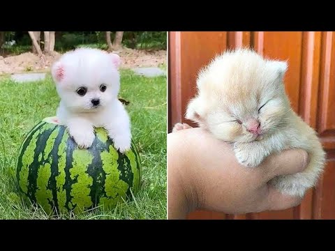 Baby Animals 🔴 30 Minutes of Funny Cats and Dogs Videos 2022 Perros y Gatos Recopilación #18