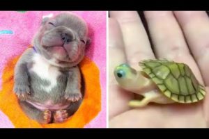 Baby Animals 🔴 Funny Cats and Dogs Videos Compilation (2020) Perros y Gatos Recopilación #31