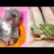 Baby Animals 🔴 Funny Cats and Dogs Videos Compilation (2020) Perros y Gatos Recopilación #31