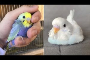 Baby Animals 🔴 Funny Parrots and Cute Birds Compilation (2022) Loros Adorables Recopilación #24