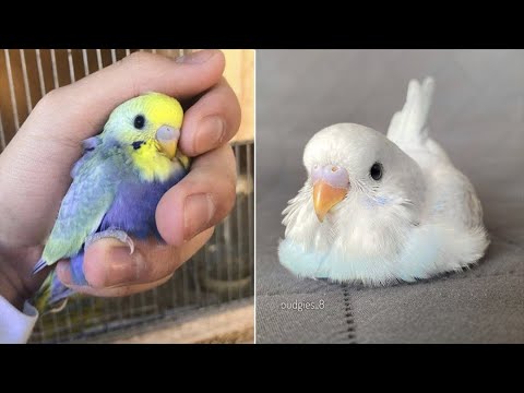 Baby Animals 🔴 Funny Parrots and Cute Birds Compilation (2022) Loros Adorables Recopilación #24