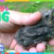 Baby Bird Doesn’t Want To Go Back To The Wild! Why Not? | Dodo Kids | Baby2Big