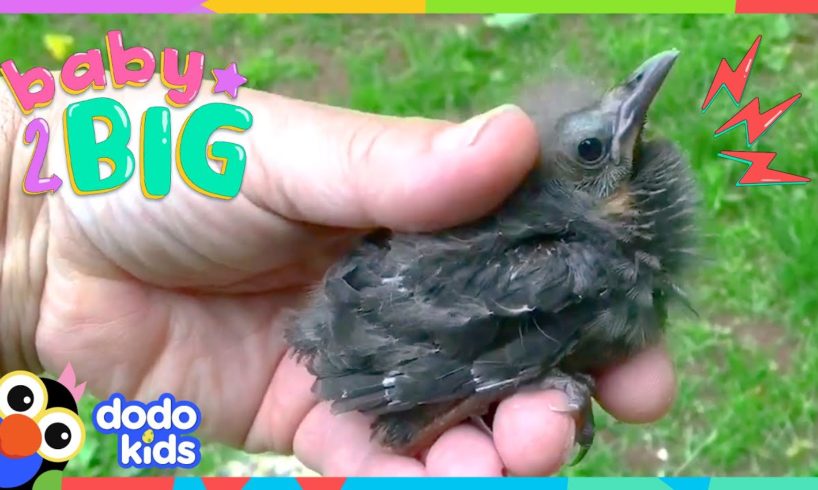 Baby Bird Doesn’t Want To Go Back To The Wild! Why Not? | Dodo Kids | Baby2Big