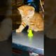 Baby Cat Playing like Football players #shorts #shortvideo #cat #pets #petslover #shortsfeed