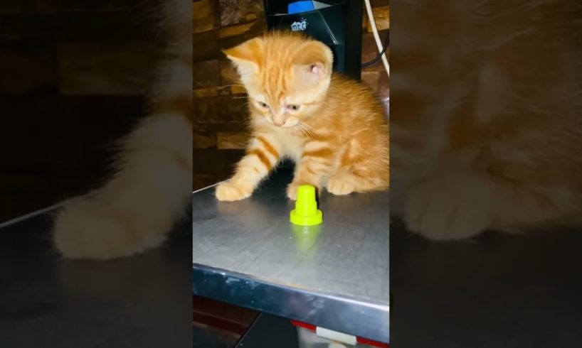 Baby Cat Playing like Football players #shorts #shortvideo #cat #pets #petslover #shortsfeed