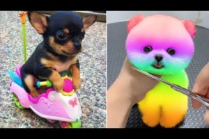 Baby Dogs 🔴 Cute and Funny Dog Videos Compilation #16 | 30 Minutes of Funny Puppy Videos 2021