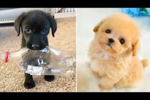 Baby Dogs 🔴 Cute and Funny Dog Videos Compilation #27 | 30 Minutes of Funny Puppy Videos 2022