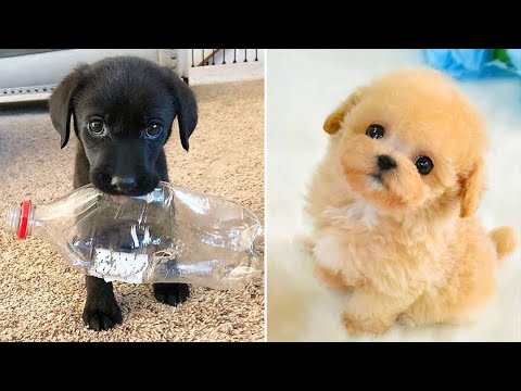 Baby Dogs 🔴 Cute and Funny Dog Videos Compilation #27 | 30 Minutes of Funny Puppy Videos 2022