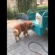 Baby Dogs , Cute and Funny Dog Videos | Funny Puppy | Funniest & Cutest Puppies - Funny Puppy Videos