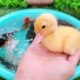 Baby Duck, Duckling, Turtle, Goldfish, Koi Carp Fish, Crab - Cute Animals Videos