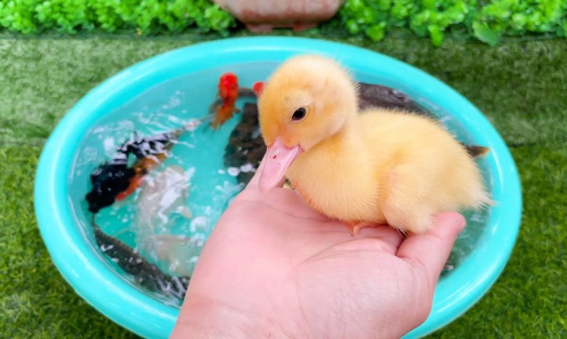 Baby Duck, Duckling, Turtle, Goldfish, Koi Carp Fish, Crab - Cute Animals Videos