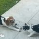 Beagle está sola hasta que aparece una nueva amiga | Parejas Disparejas | El Dodo