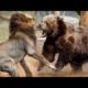 Bear Vs Lion Who Is Stronger  Animal Fights Caught On Camera