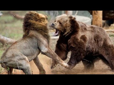 Bear Vs Lion Who Is Stronger  Animal Fights Caught On Camera