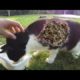 Black Cat That Was So Hungry Was So Happy To See Us / Animal Rescue Video