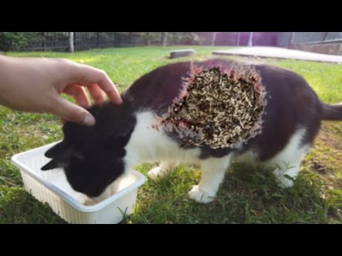 Black Cat That Was So Hungry Was So Happy To See Us / Animal Rescue Video