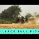 Bull Fights in Indian Village | Animal Fight on Village roads | Watch till the end |