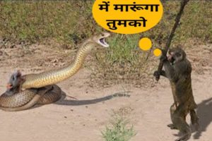 CRAZIEST ANIMAL FIGHTS EVER 😂 | जब गलत दुश्मन पढ़ गया भारी