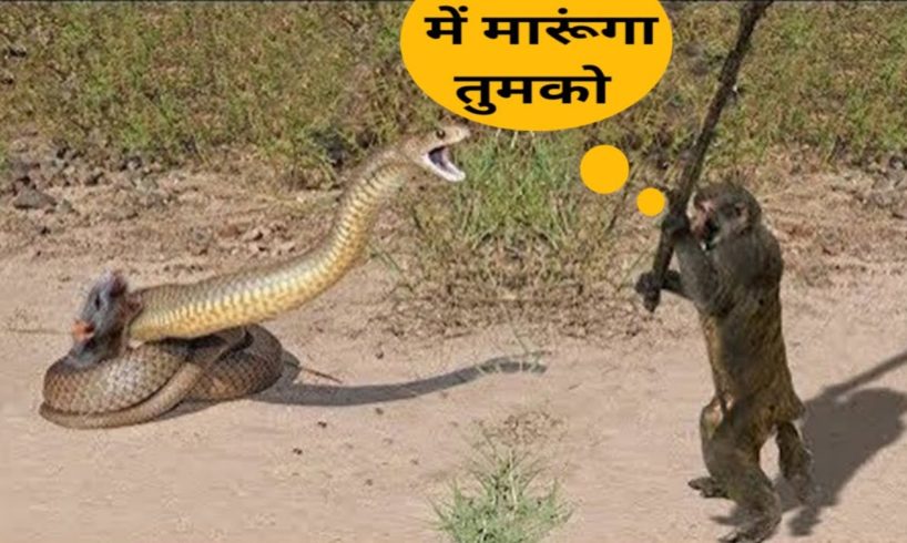 CRAZIEST ANIMAL FIGHTS EVER 😂 | जब गलत दुश्मन पढ़ गया भारी