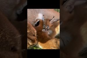 CUTE ANIMALS - kitties playing around their mummy