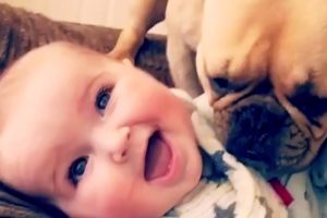 CUTE PUPPIES AND BABIES PLAYING TOGETHER COMPILATION