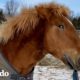 Caballo bebé ciego era tan torpe hasta que su mamá comenzó a guiarlo | Pequeño y Valiente | El Dodo