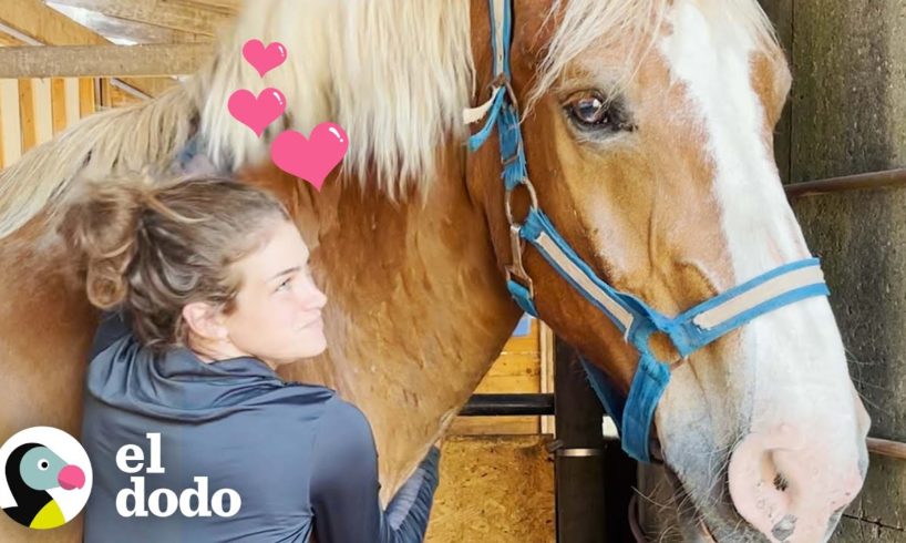 Caballo de trabajo abandonado tiene la reacción más feliz cuando le cortan los cascos | El Dodo