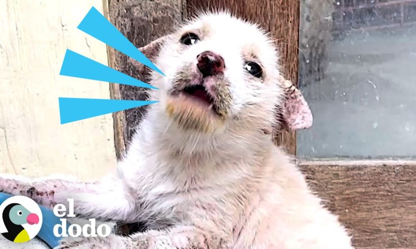 Cachorro callejero sarnoso se transforma por completo | El Dodo