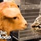 Cat Reaches Into Every Cage At The Vet To Pet The Animals | The Dodo Cat Crazy