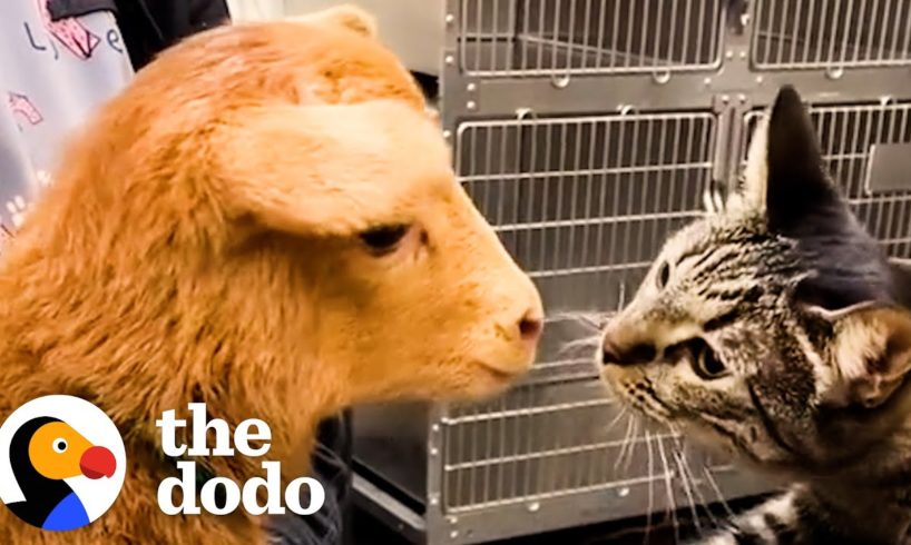 Cat Reaches Into Every Cage At The Vet To Pet The Animals | The Dodo Cat Crazy