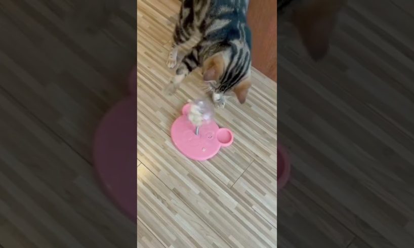 Cat playing 🙀❤️ #pets #cats