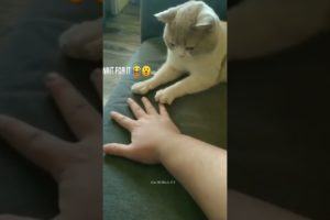 Cat playing with buddy 🧡 || intelligent cat |  #shorts #animals #kitten #kitty
