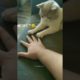 Cat playing with buddy 🧡 || intelligent cat |  #shorts #animals #kitten #kitty
